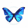 Blue Buterfly