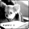 Puppy !!