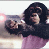 Shooting Chimp