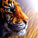 tigers lions avatars 0418