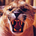 tigers lions avatars 2329